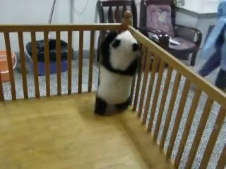Escaping Baby Pandas