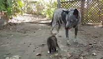 Dog Befriends Disabled Kitten