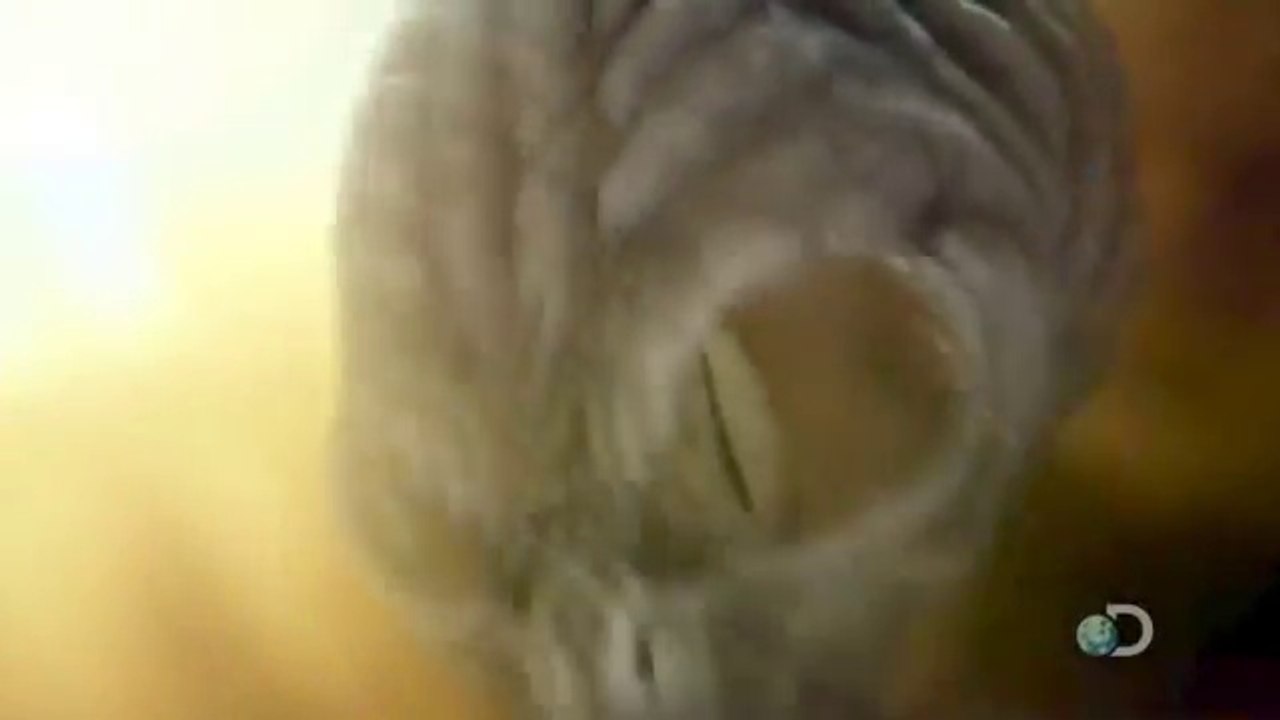 Alien Abduction Missing Time (2014)