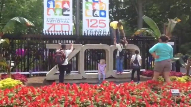 A big day for elephants at the National Zoo