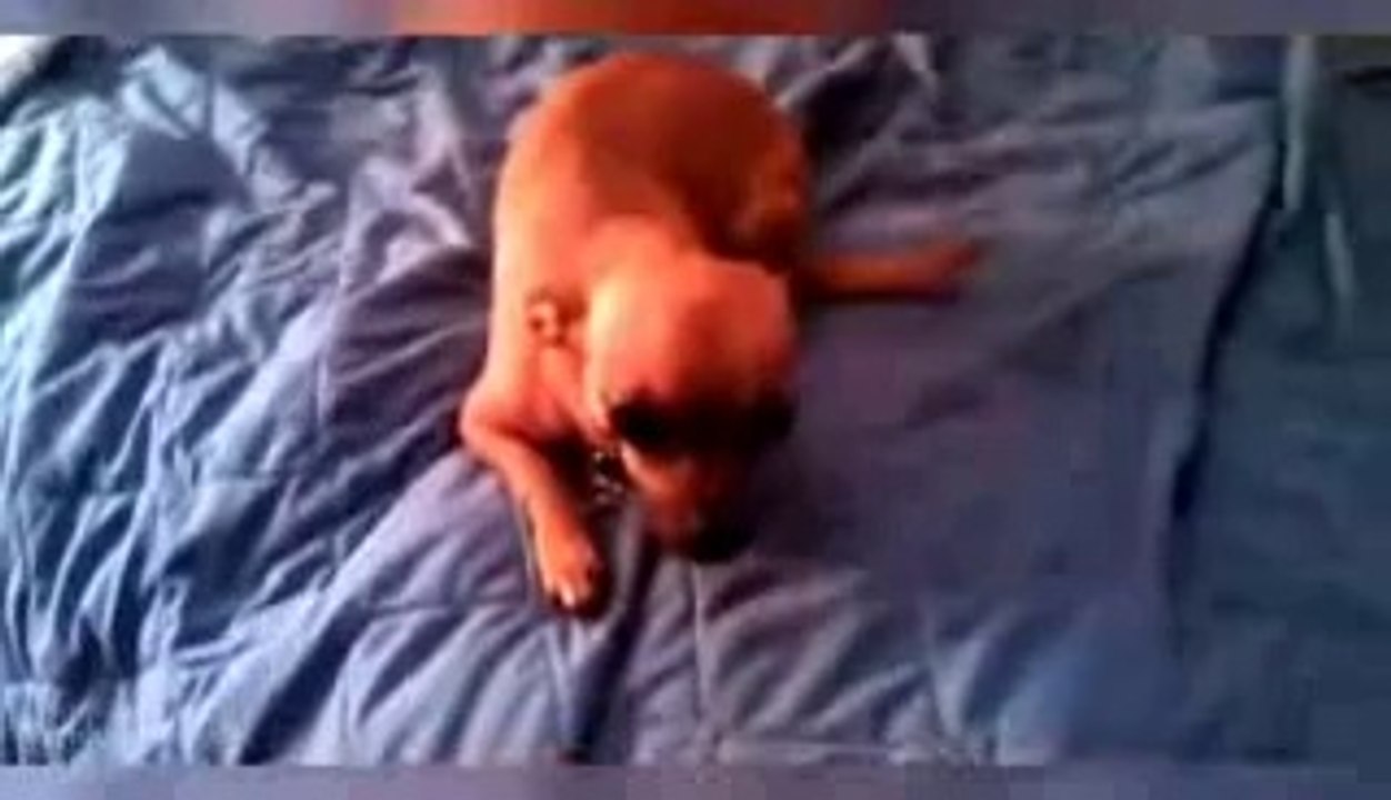 Funny Guilty Dogs Compilation 2014