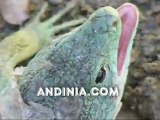 Lagartos ocelados -Timon lepidus - Ocellated Lizard - Sardao - Lézard ocellé