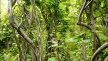 La petite Forêt  de Sculptures-Vivantes-Végétales (2)