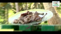Chicken lollipop with mayonnaise - Malayalam Recipe - Malabar Kitchen