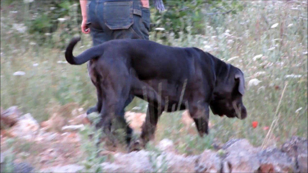 MILLE ... DI QUESTI MASTINI