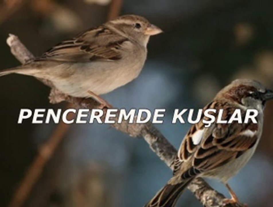 Penceremde kuşlar