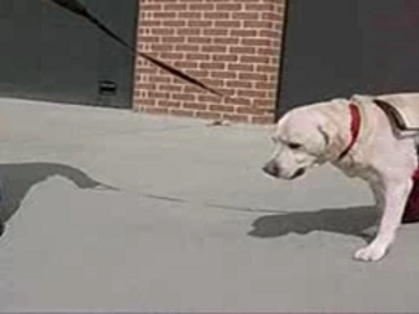 labrador handicapé avec 3 pattes