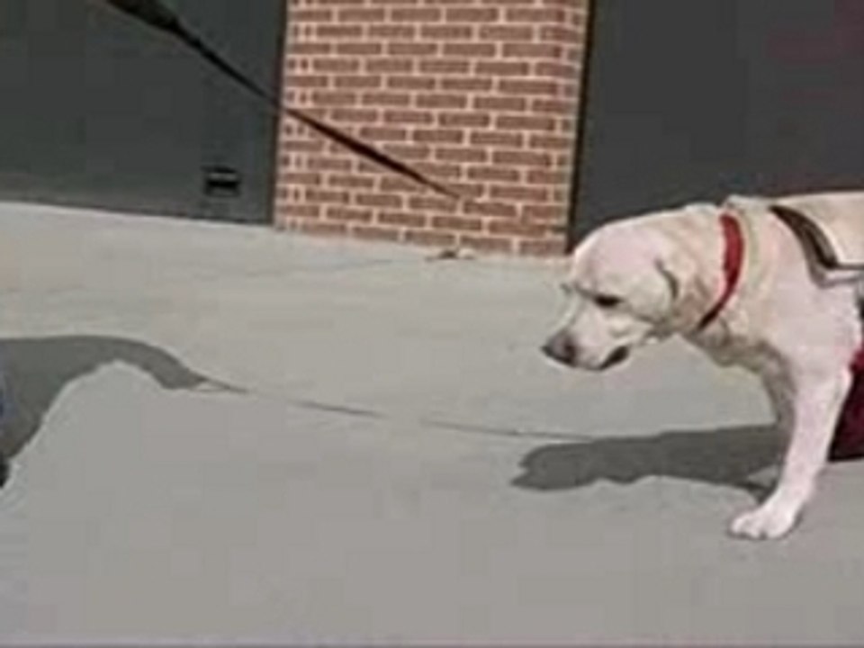 labrador handicapé avec 3 pattes