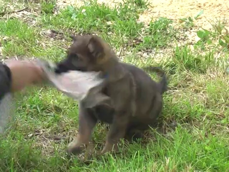 2014-05-22 chiot dyna x h'loki (m collier bleu)