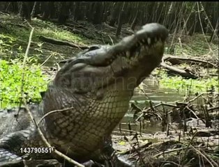 Alligator eating a turtle!