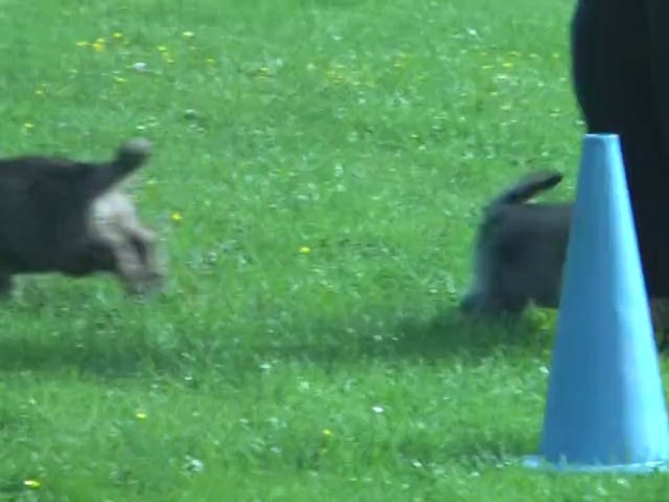 2014-05-23 chiots dyna x h'loki 7 semaines et demi