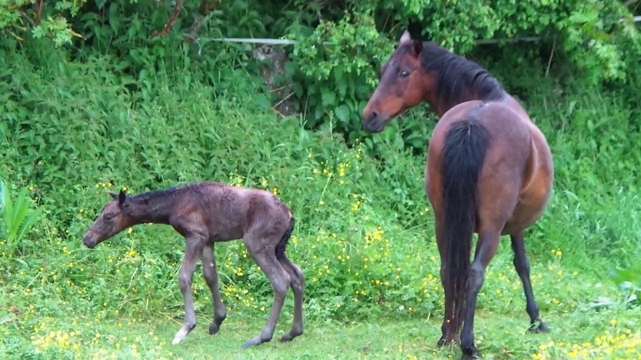 20140522_185838 pony 2h ..premiers pas