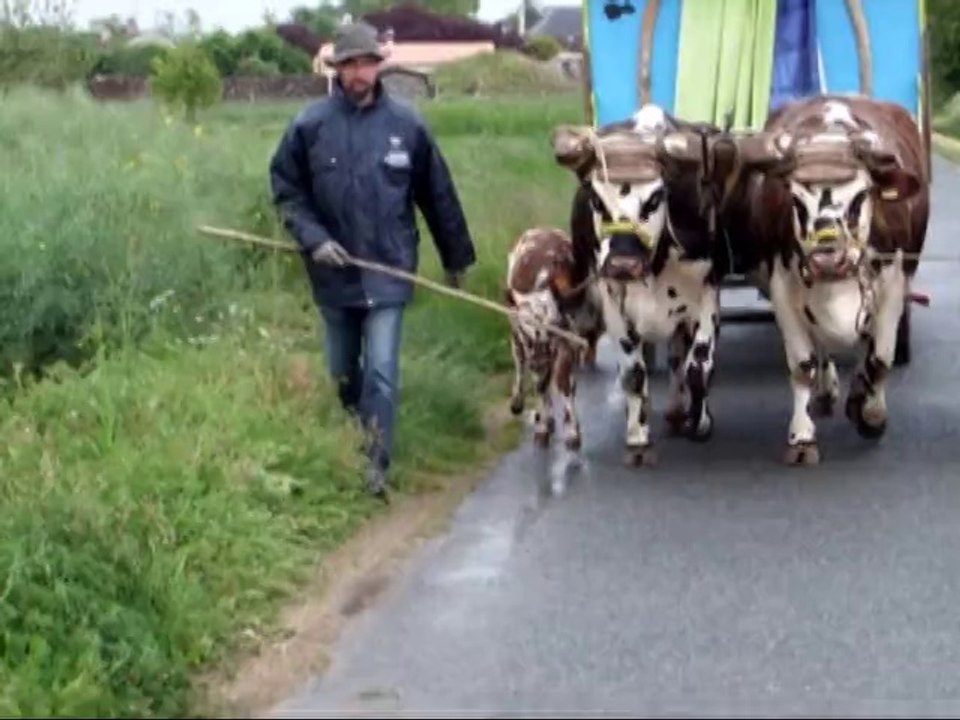 Attelage de deux vaches avec leurs deux veaux avecThomas Carabistouille et Laurent Legal