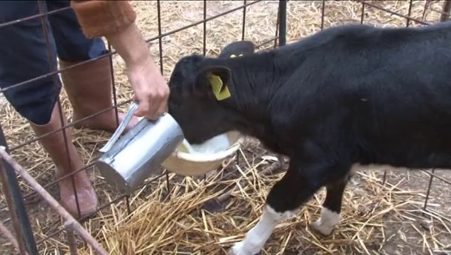 Süt Üretimiminde Yasal Mevzuat ve Çiğ Süt Üretimi İyi Hijyen uygulama Rehberi