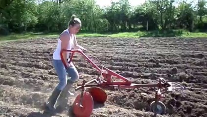 Plantation des pommes de terre avec un boeuf Vosgien attelé au collier chez Julie L'Heureux à Moulismes (86) avec Solène Gaudin.