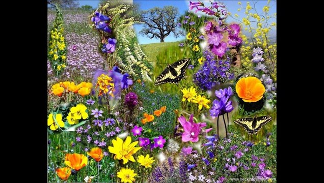 SELAHATTİN KILIÇ & SİYAH GÖZLERİNE BENİ DE GÖTÜR - ŞİİR : PROF. DR. NURULLAH GENÇ