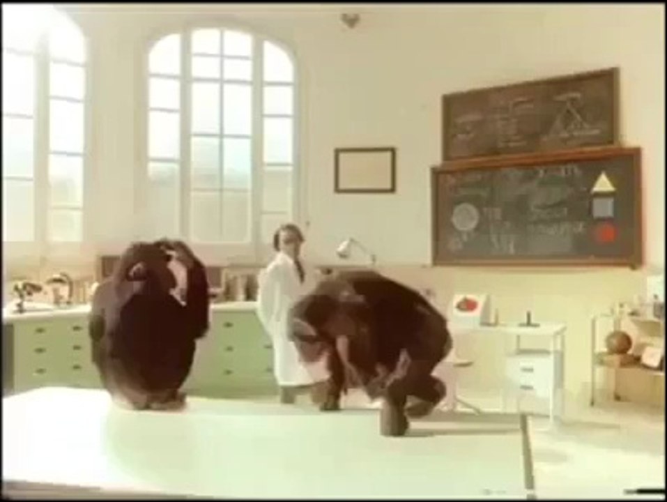 Monkeys are learning Lesson in lab.