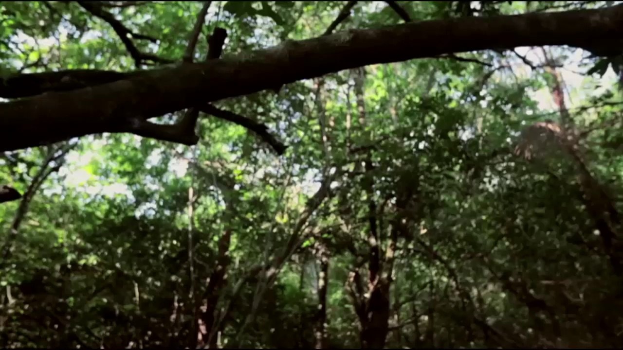 Clip bresil n°5