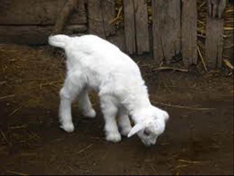 BAKRI KA BACHA BUKHAR AUR ...ELAJ BY DR.ASHRAF SAHIBZADA