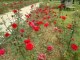 red roses and Pink Rose 'Beauty and maroon roses in garden islamabad - Video Dailymotion