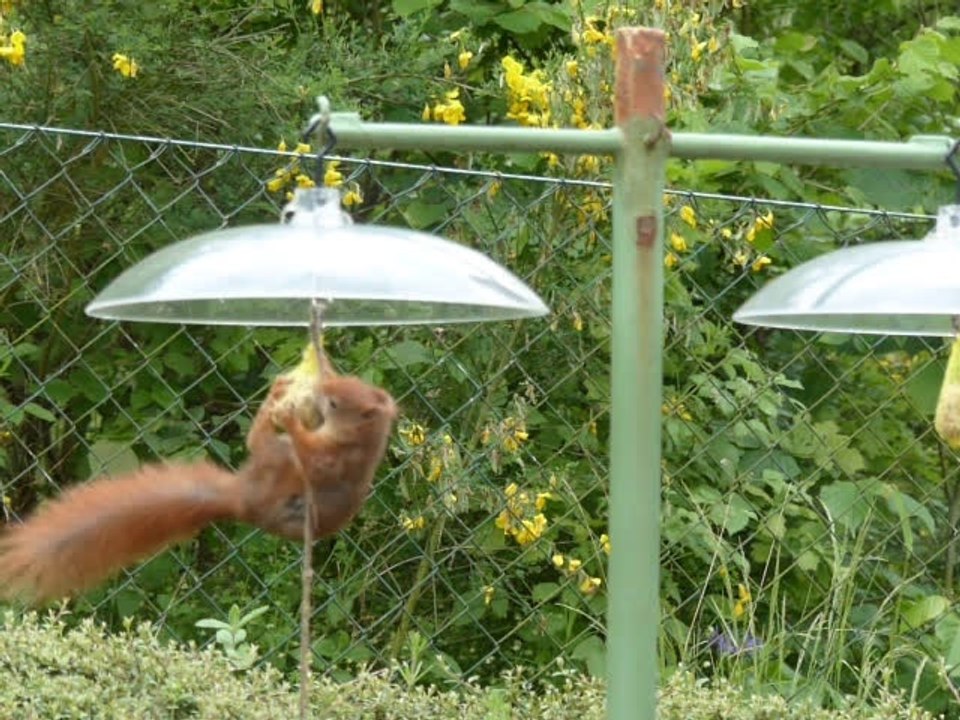 Cleveres Eichhörnchen