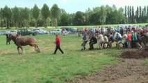 Pulling Contest - A Horse Against 18 Men!!