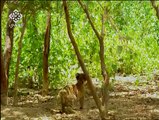 monkey vs tiger nice to watch شیر بن شیر‬