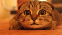 Scottish Fold Kitten On The Prowl!!