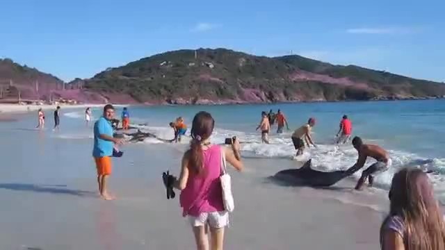 Thirty Dolphins Stranding And Incredibly Saved!