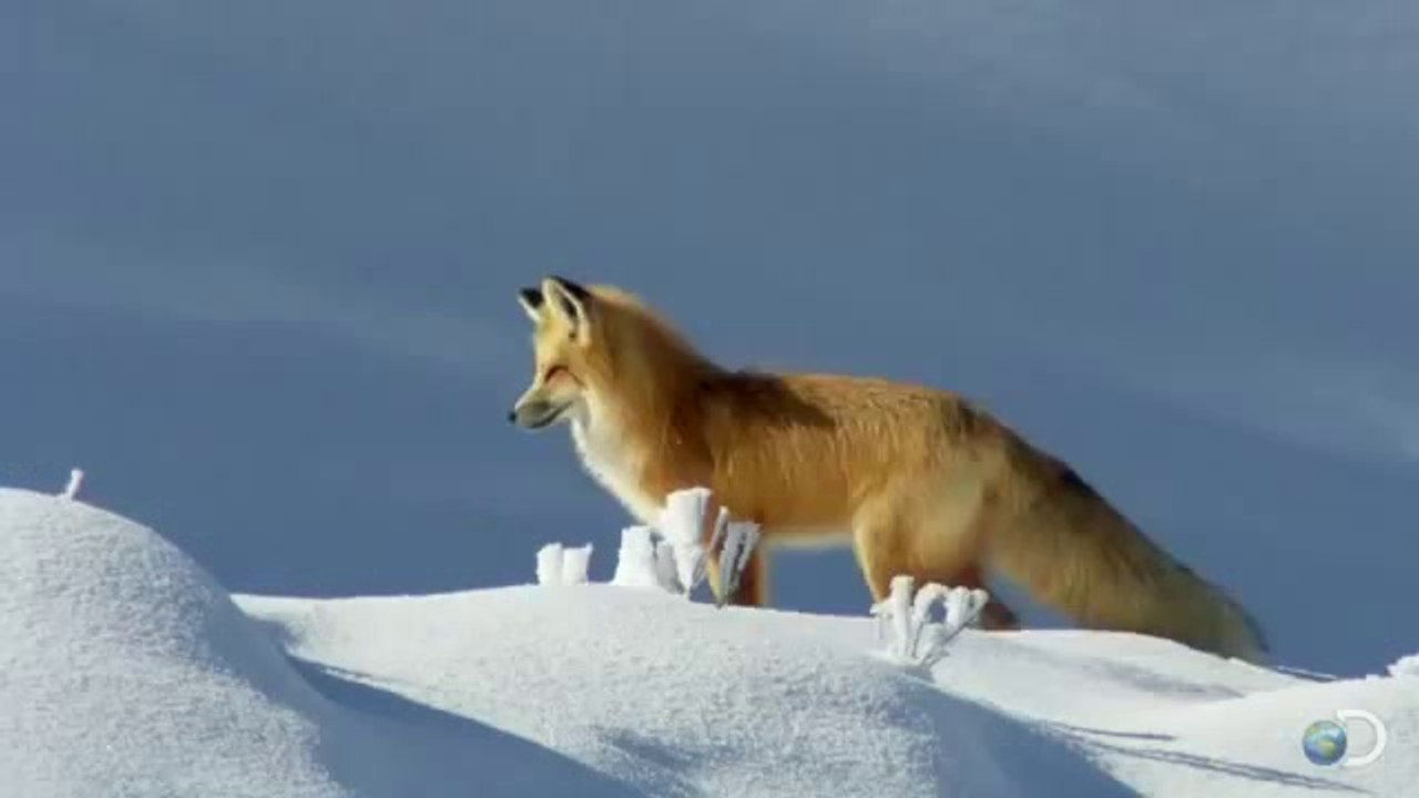 How Fox Hunts Mice In Deep-Snow...