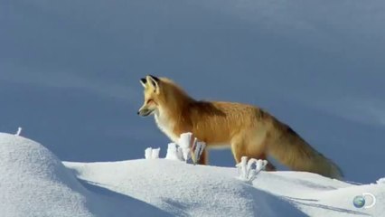 How Fox Hunts Mice In Deep-Snow...