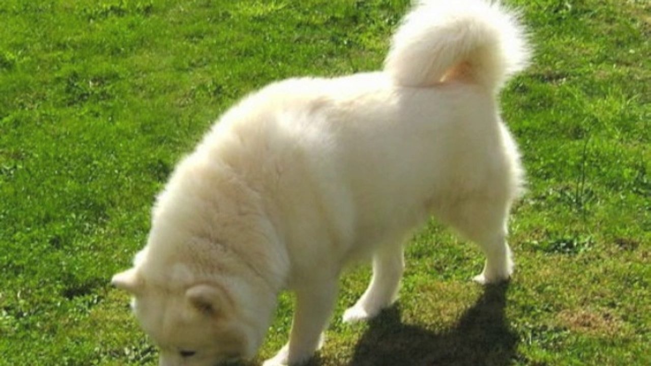 Alaskan Malamute diaporama