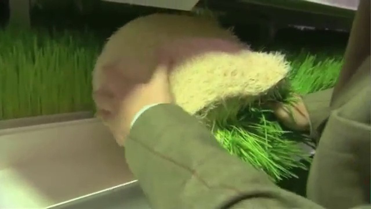 Hydroponics system