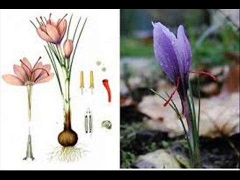 SAFFRON (ZAFFRON) BEEJ,KASHT AUR ASLI NAQLI KI PECHAN DR.ASHRAF SAHIBZADA