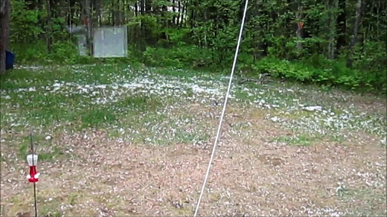 Two Squirrels
