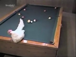 Bilardo oynayan tavuk