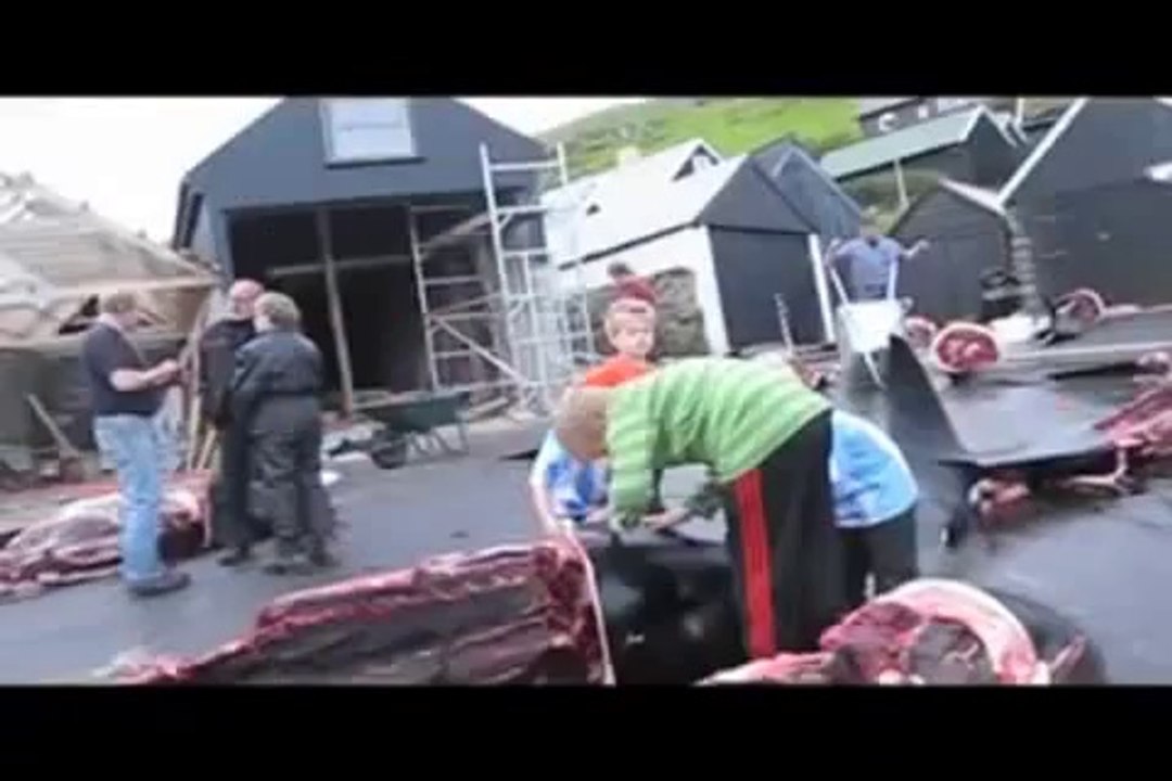 Arrêtez le massacre des dauphins sur les îles de Féroé au Danemark