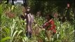 OGM : MONSANTO ET LA FONDATION BILLE GATES S'ATTAQUENT AU MARCHÉ AFRICAIN