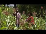 OGM : MONSANTO ET LA FONDATION BILLE GATES S'ATTAQUENT AU MARCHÉ AFRICAIN