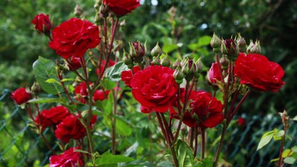 Michel Savalas (L'amour que tu me donne)