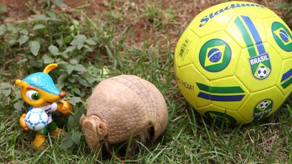 Brasil 2014 - Un armadillo le roba el protagonismo a la mascota del mundial
