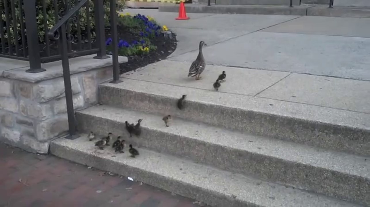 Yavru Ördeklerin Merdivenle İmtihanı