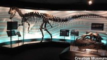 Creationists Say Dino Skeleton Debunks Evolution
