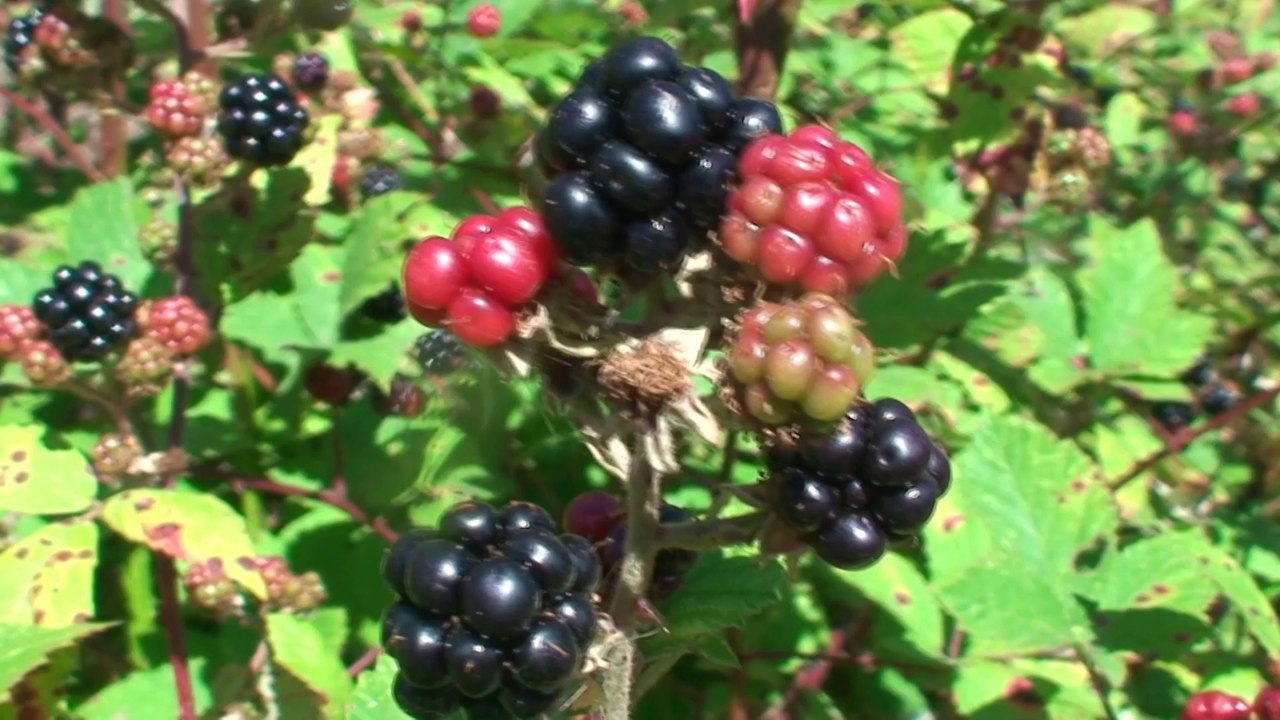 ALAÇAM/ YUKARI ISIRGANLI KÖYÜ.