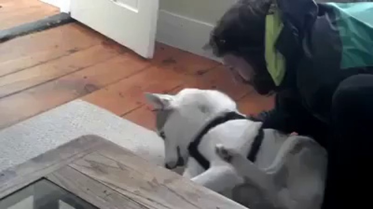 Doggie says "Noo"