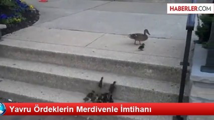 Yavru Ördeklerin Merdivenle İmtihanı