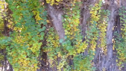 Hello 01 - Los Antiguos