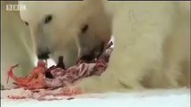 Polar bears search for food - David Attenborough  - BBC wildlife_(360p)