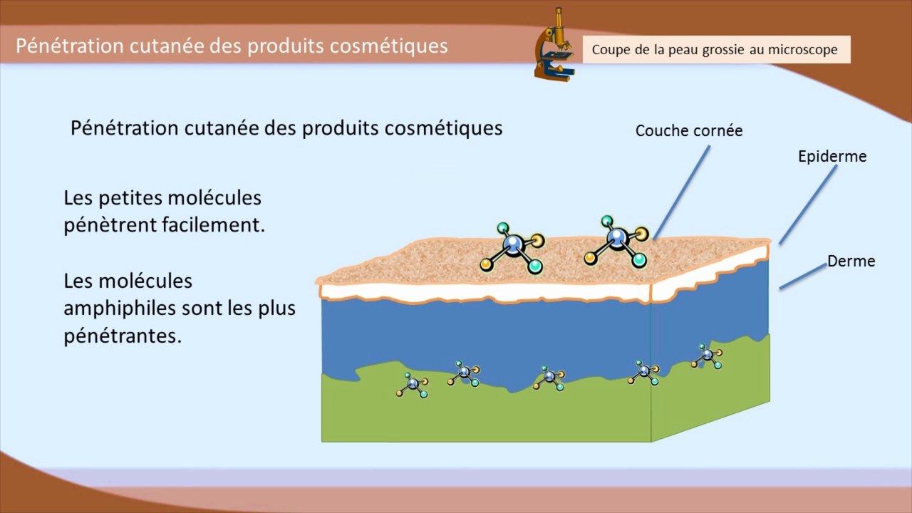 LA PENETRATION DES PRODUITS COSMETIQUES DANS LA PEAU DE L’HOMME