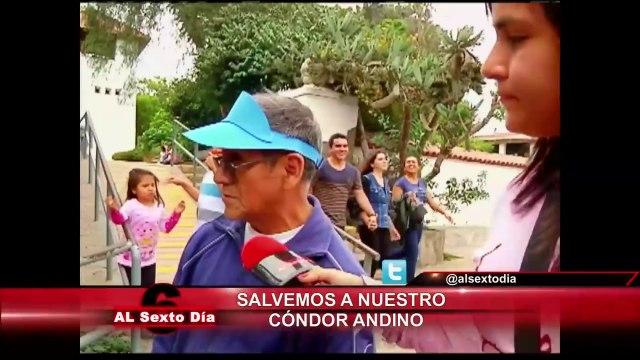 Salvemos a nuestro cóndor andino: el príncipe de los cielos en peligro